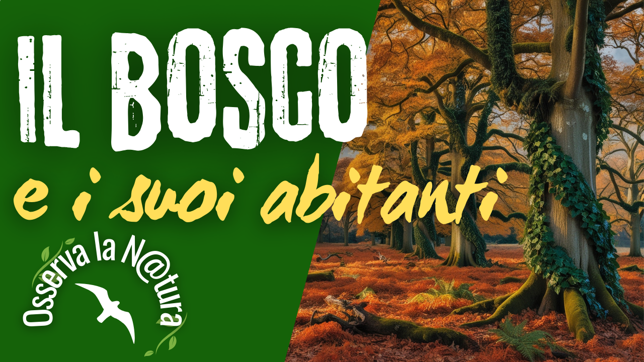 Il bosco e i suoi abitanti