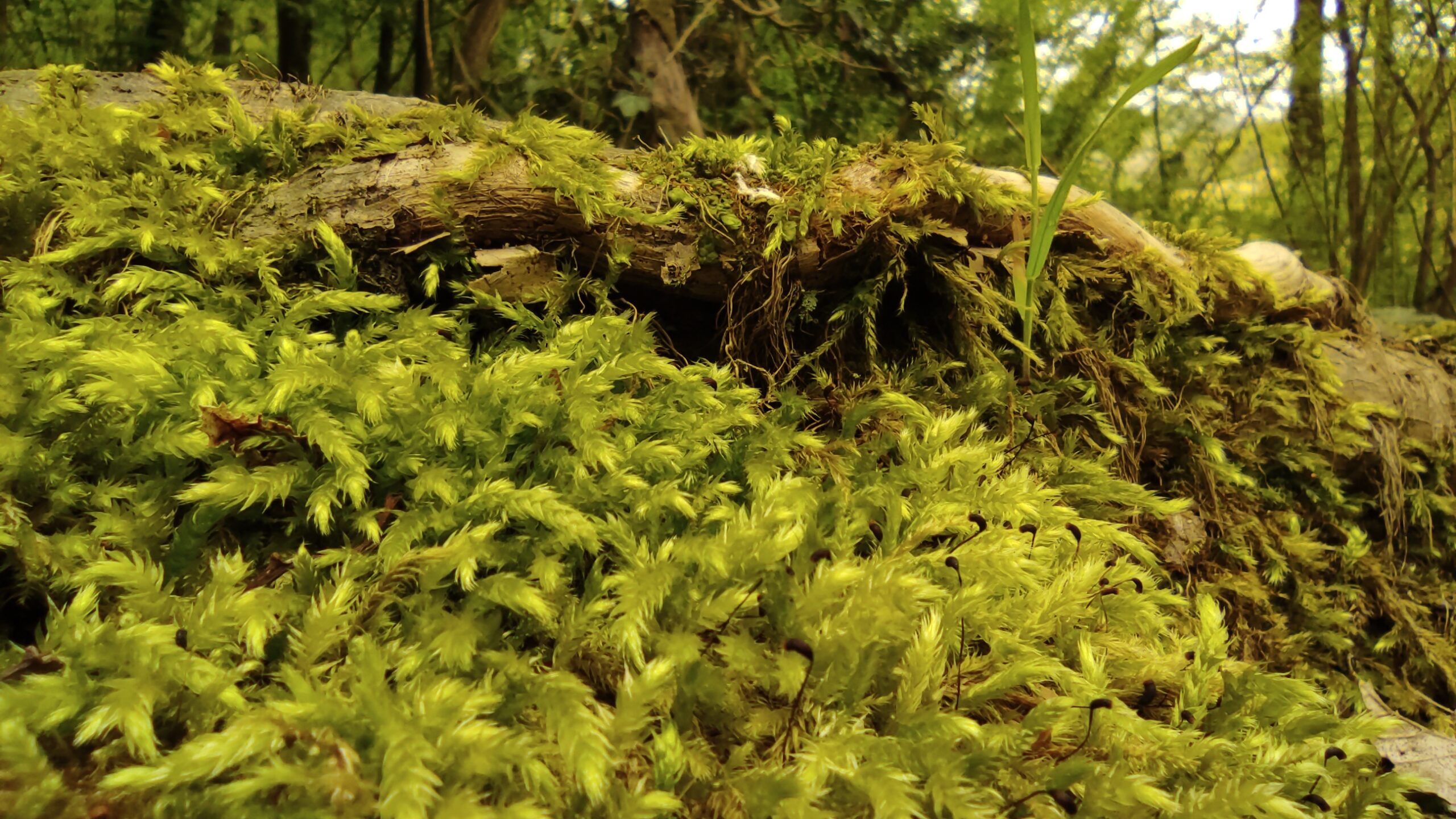 albero caduto nel bosco rifugio per animali